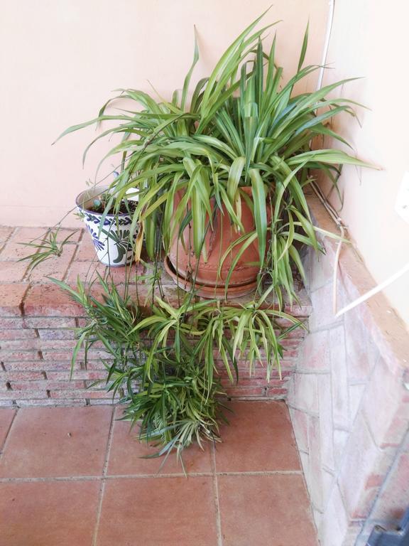 Casa Rural Oregano カルモナ エクステリア 写真